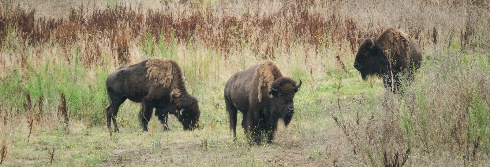 Bison Paddock in Golden Gate Park, San Francisco