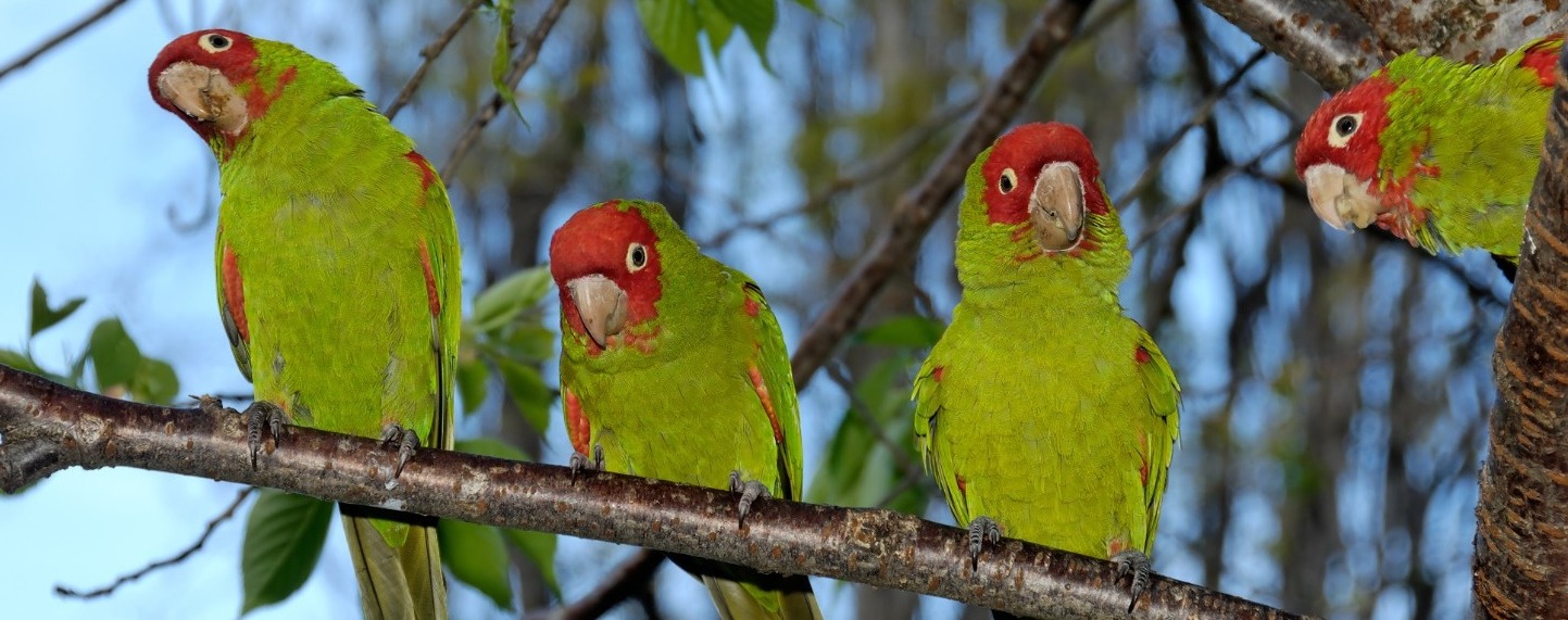 Parrots of Telegraph Hill, San Francisco