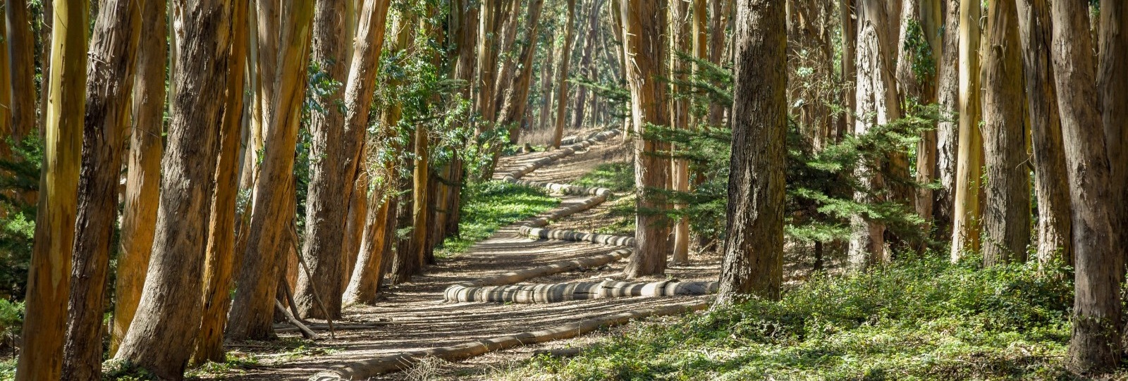 Andy Goldsworthy's "Wood Line" in the Presidio